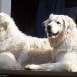 アフガニスタンの大型希少種のクーチス犬